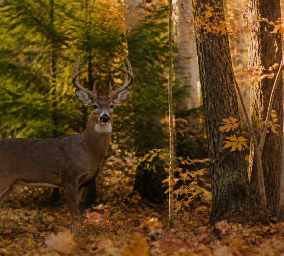 White-tailed buck in a hardwood forest in autumn colours