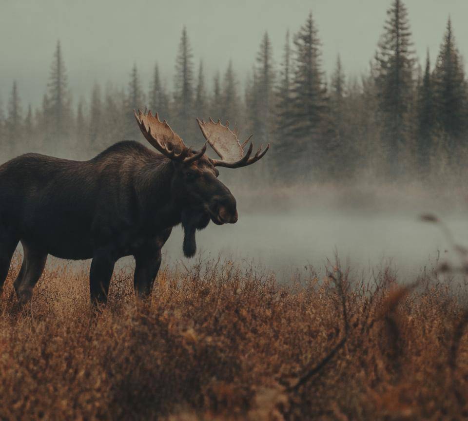 Bull moose in morning fog at the edge of a boreal marsh