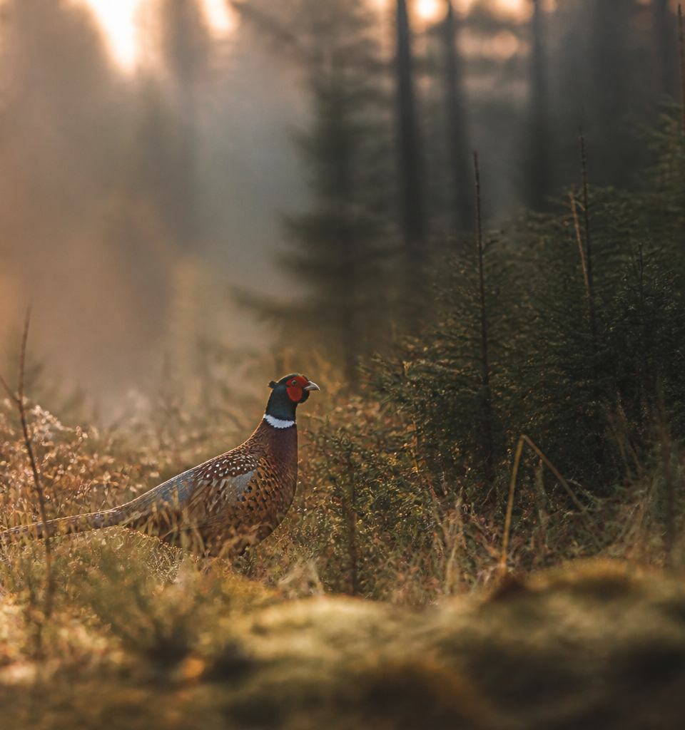 Pheasant in the wild in Quebec