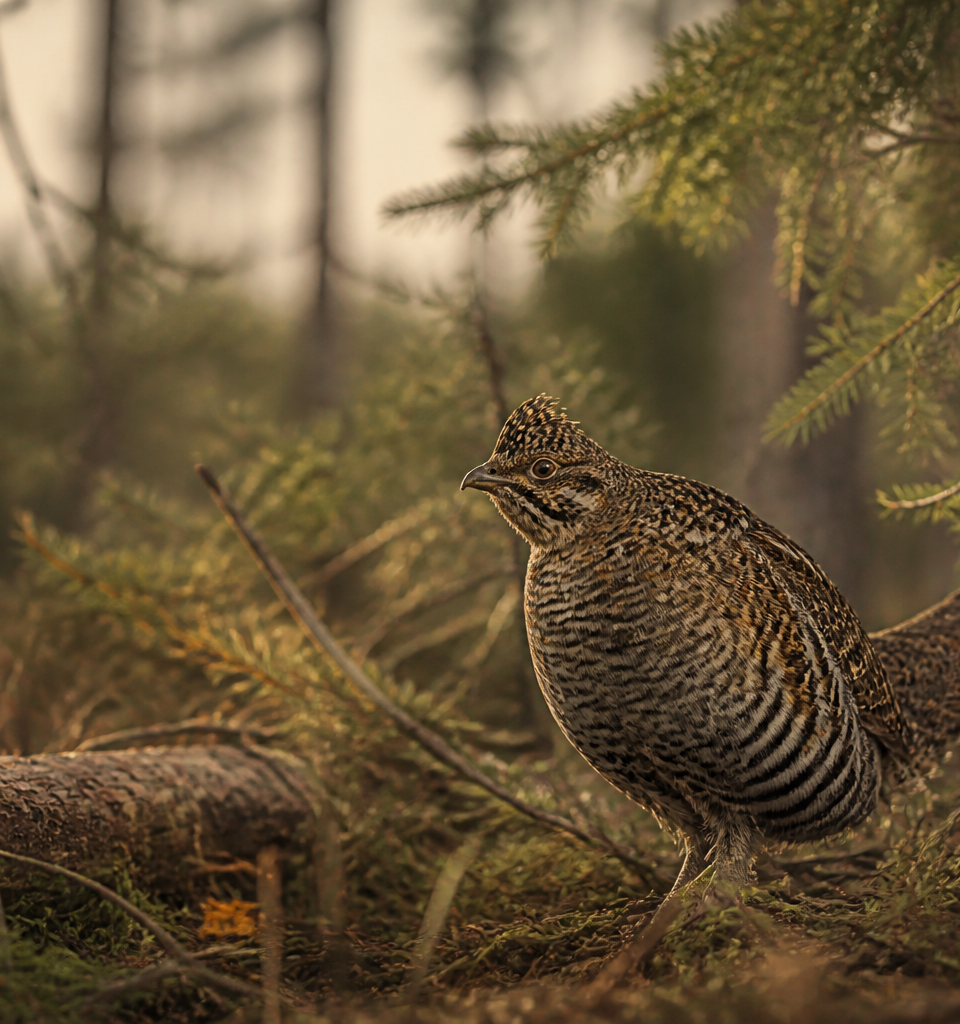 Perdrix en milieu naturel au Québec